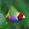 Gouldian Finch Paint By Number