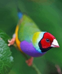 Gouldian Finch Paint By Number