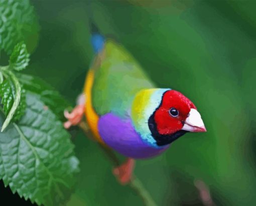 Gouldian Finch Paint By Number