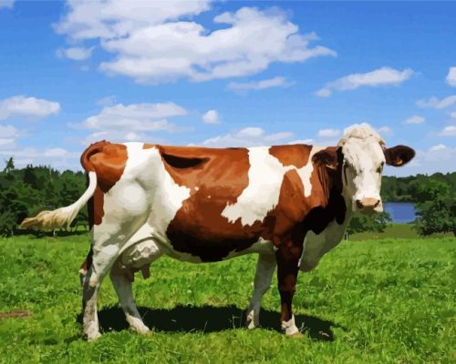 Guernsey Cow Paint By Number