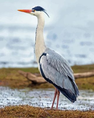 Heron By Sea Paint By Numbers