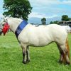 Highland Pony Paint By Number