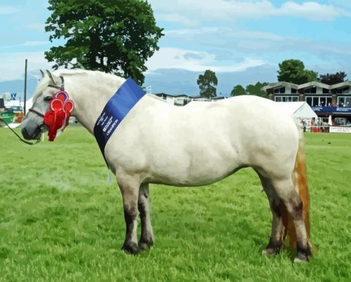 Highland Pony Paint By Number