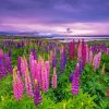 Lupines Field Landscape Paint By Numbers