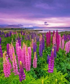 Lupines Field Landscape Paint By Numbers