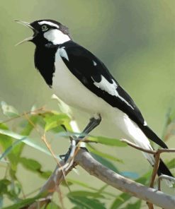 Magpie Lark On Tree Paint By Number