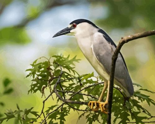 Night Heron On Tree Paint By Numbers