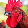 Rhode Island Red Paint By Number