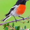 Scarlet Robin On Tree Paint By Number