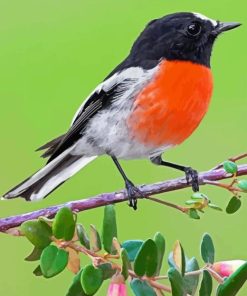 Scarlet Robin On Tree Paint By Number