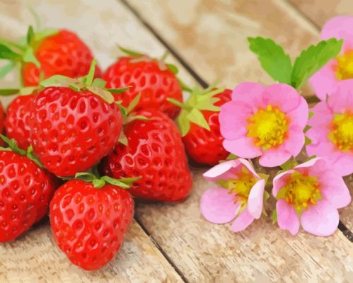 Strawberries And Pink Flowers Paint By Number