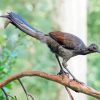 Superb Lyrebird On Branch Paint By Numbers