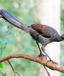 Superb Lyrebird On Branch Paint By Numbers