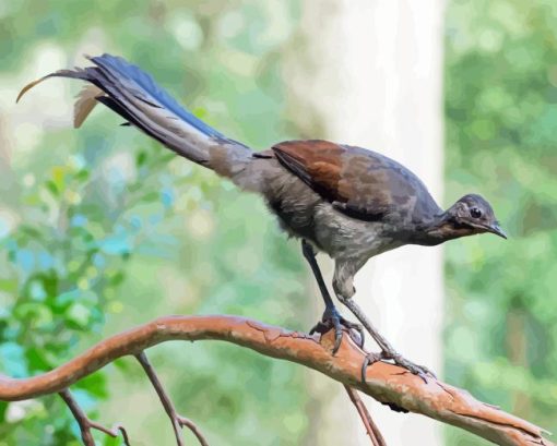 Superb Lyrebird On Branch Paint By Numbers