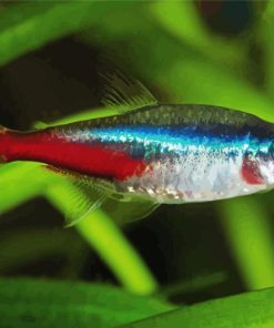 Tetra Neon Fish Paint By Number