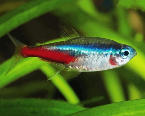 Tetra Neon Fish Paint By Number