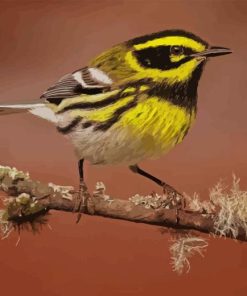 Townsends Warbler Paint By Number