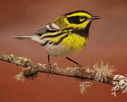 Townsends Warbler Paint By Number