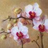 Abstract Orchid Flowers Paint By Numbers