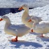 American Pekin Ducks In Snow Paint By Numbers