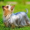 Australian Silky Terrier Dog Paint By Number