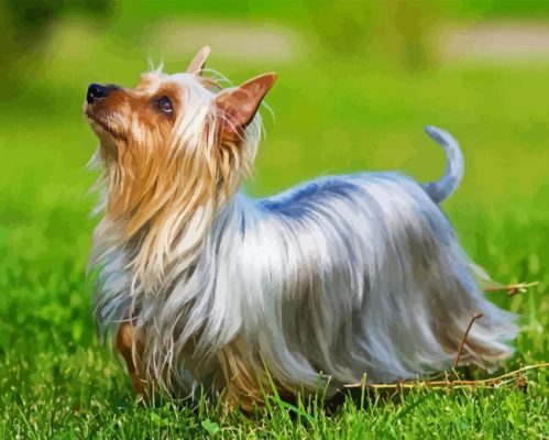 Australian Silky Terrier Dog Paint By Number