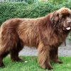 Big Brown Landseer Dog Paint By Numbers