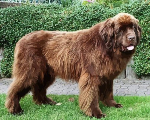 Big Brown Landseer Dog Paint By Numbers