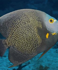 Black Angelfish Paint By Number