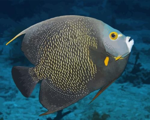 Black Angelfish Paint By Number