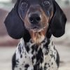 Black Dapple Dachshund Paint By Numbers