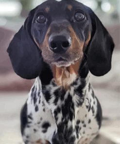 Black Dapple Dachshund Paint By Numbers