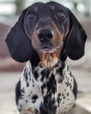 Black Dapple Dachshund Paint By Numbers