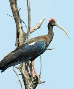 Black Ibis Paint By Numbers