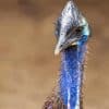 Blue Head Cassowary Paint By Number