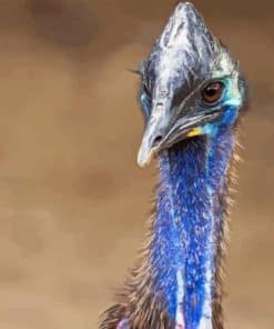 Blue Head Cassowary Paint By Number