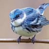 Cerulean Warbler Paint By Numbers