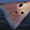 Close Up Redfish Tail Paint By Numbers