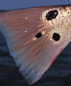 Close Up Redfish Tail Paint By Numbers