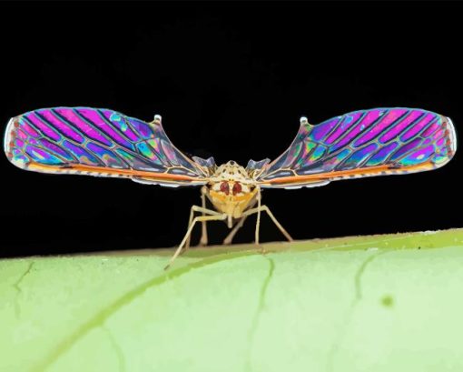 Colorful Insect Wings Paint By Numbers