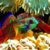 Colorful Mandarin Fish Paint By Numbers