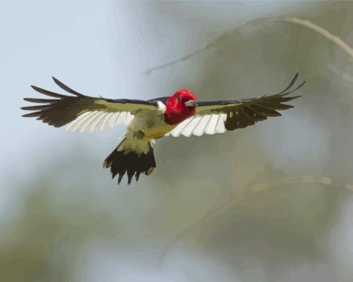 Flying Red Headed Woodpecker Paint By Number