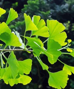 Ginkgo Tree Paint By Numbers