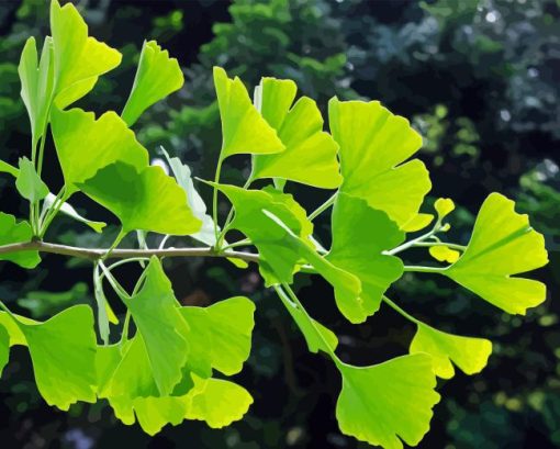 Ginkgo Tree Paint By Numbers