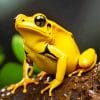 Golden Poison Dart Frog Paint By Number