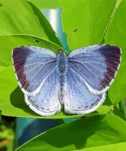 Holly Blue Insect Paint By Numbers