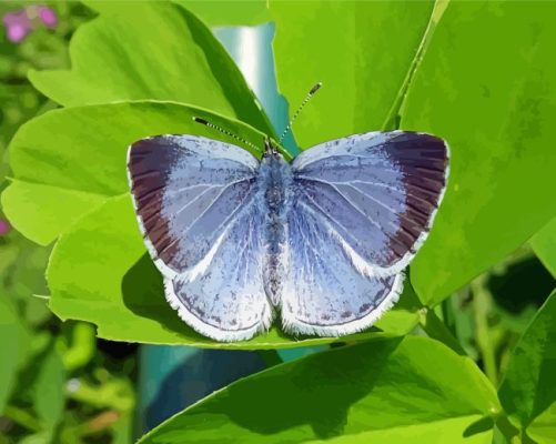 Holly Blue Insect Paint By Numbers