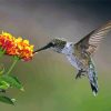 Hummingbird And Hydrangeas Paint By Numbers