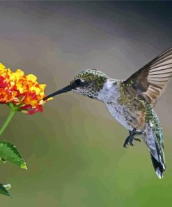 Hummingbird And Hydrangeas Paint By Numbers