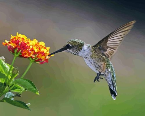 Hummingbird And Hydrangeas Paint By Numbers